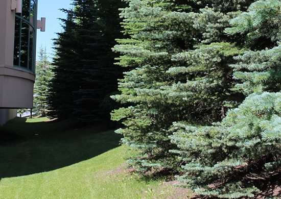 Services Spring Cleanup
